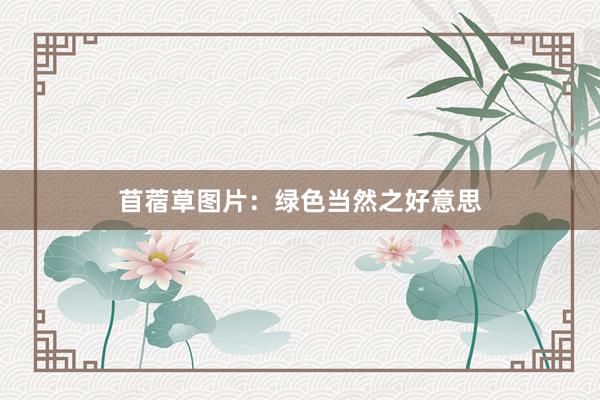 苜蓿草图片：绿色当然之好意思